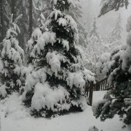 snow 2012 feb VanFossen home forest (5)