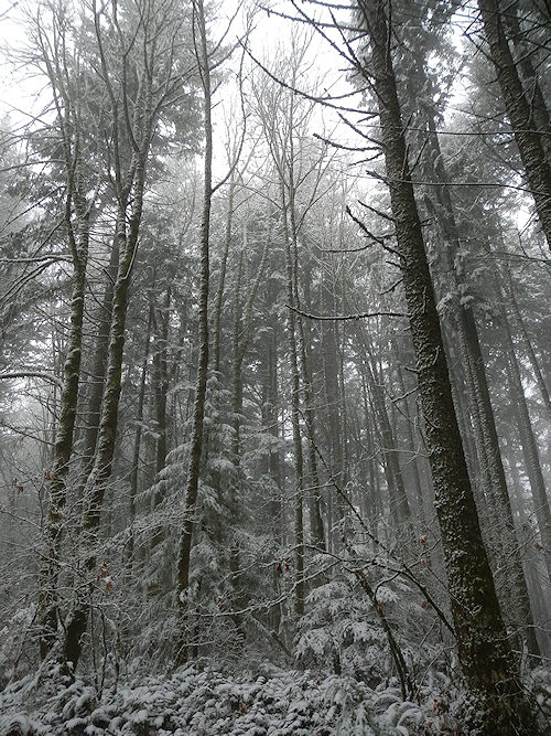 vanfossen driveway forest in first snow of 2012 lorelle vanfossen