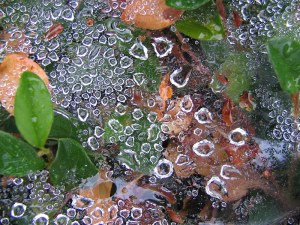 Water droplets on a sheet web over plants - photography copyright Brent VanFossen.